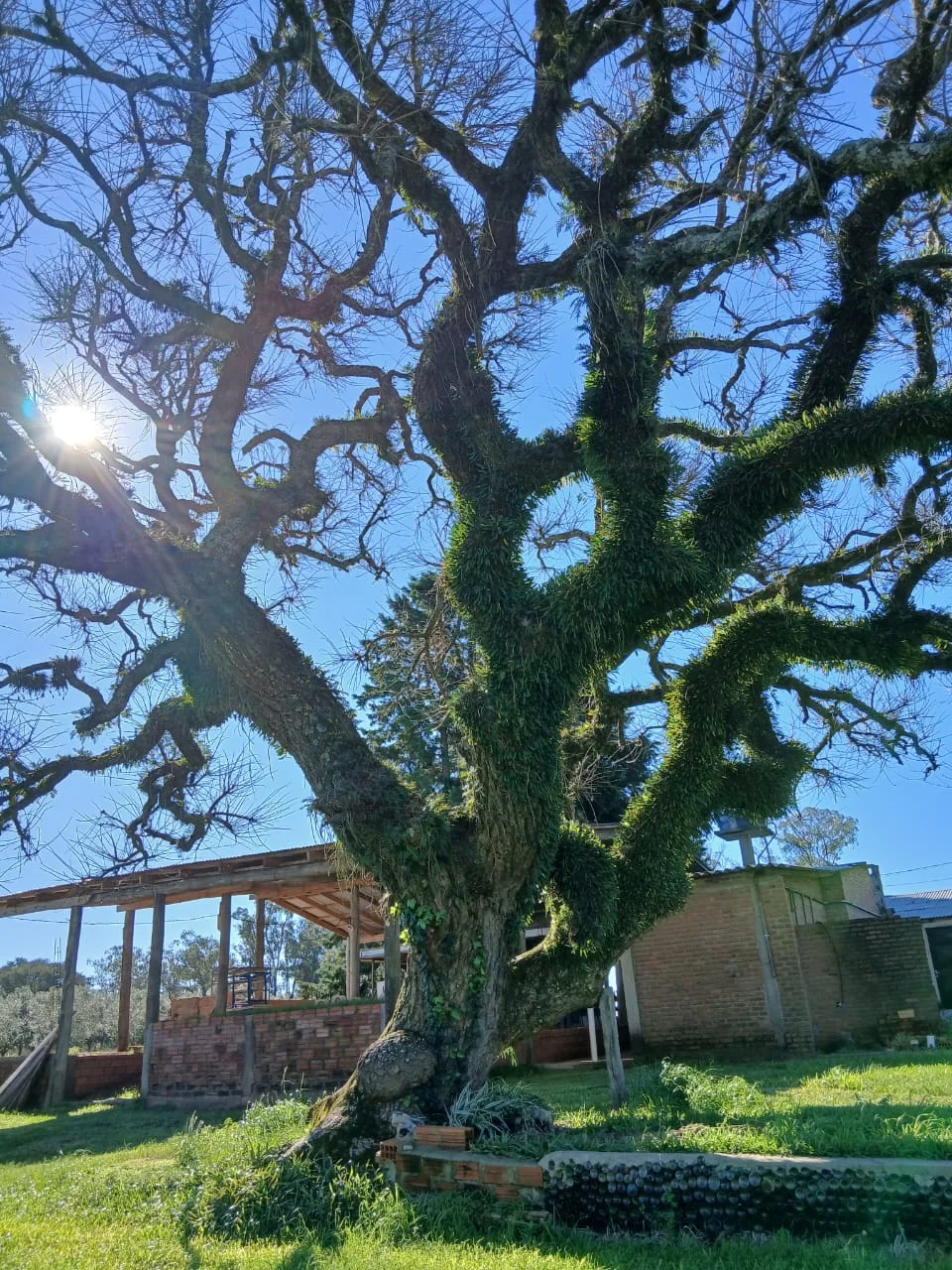 Árvore antiga iluminada pelo sol na Daluztur