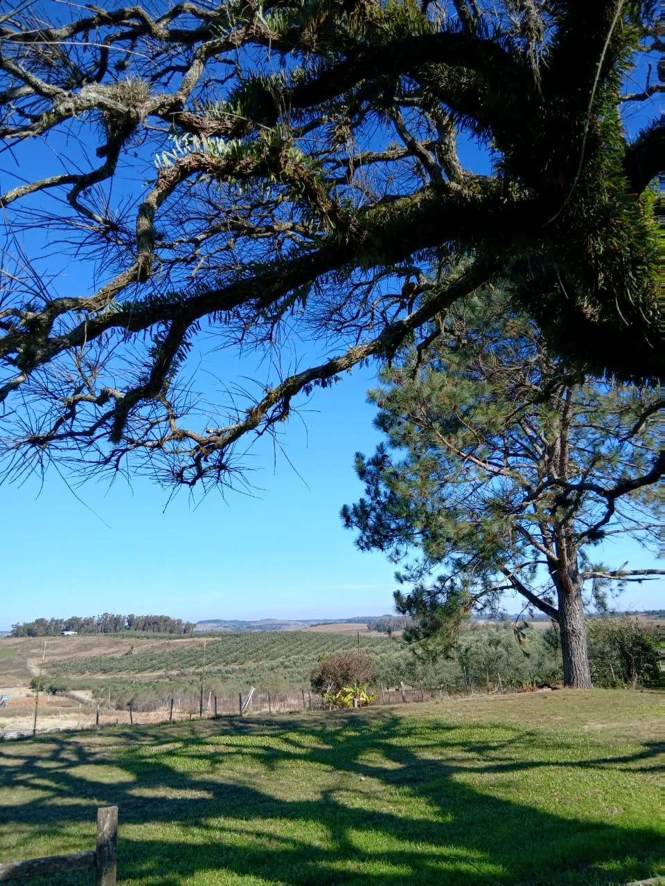 Árvore e vista aberta para o horizonte rural
