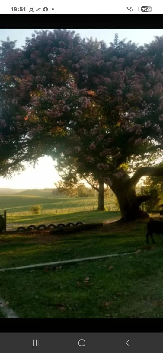 Árvore e gramado iluminados pelo pôr do sol