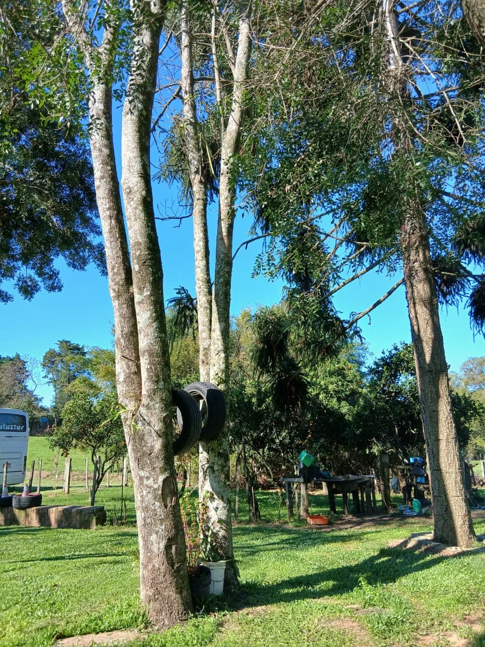 Bosque com troncos altos e luz entre as árvores