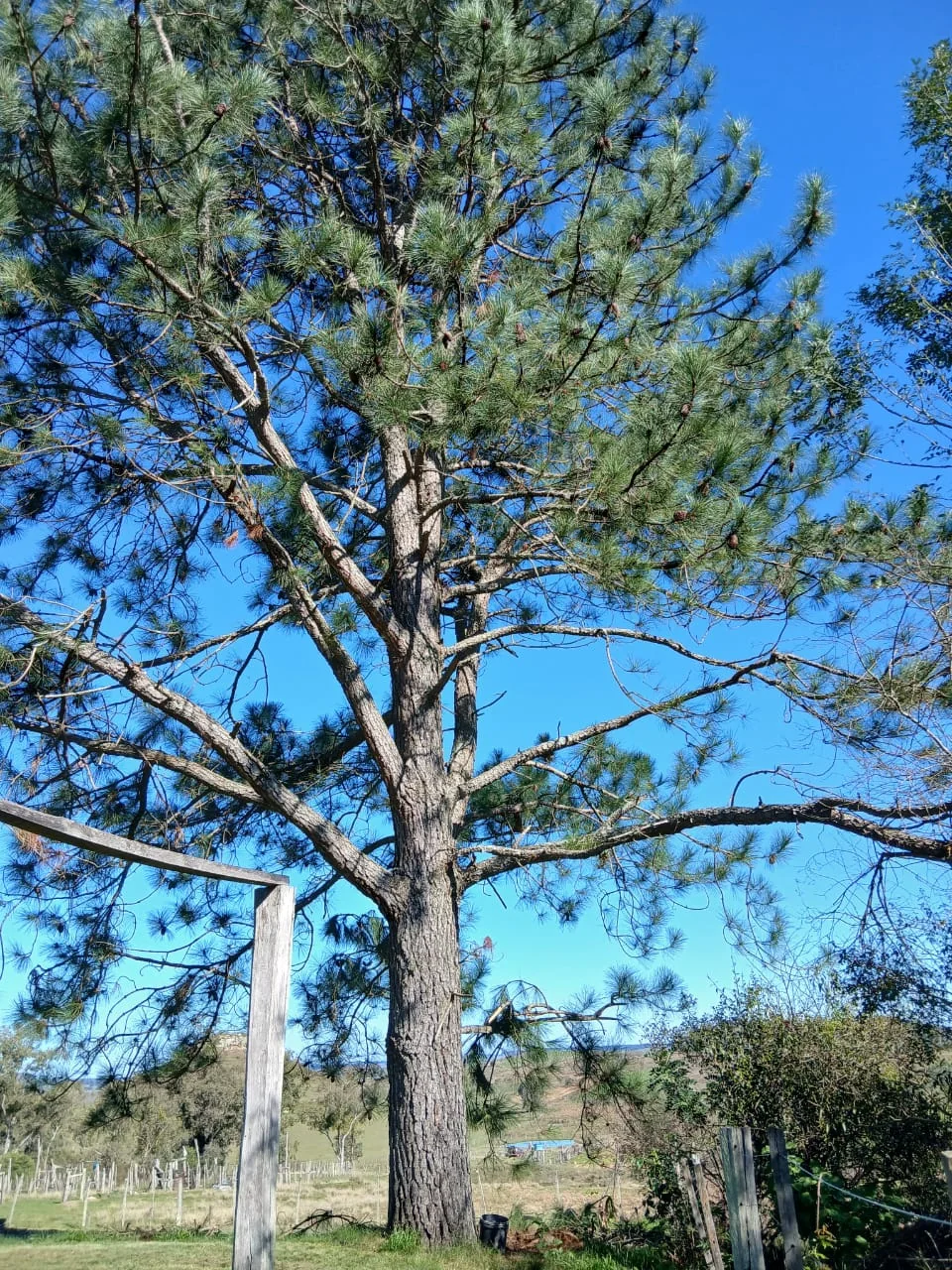 Pinheiro alto no jardim da Daluztur